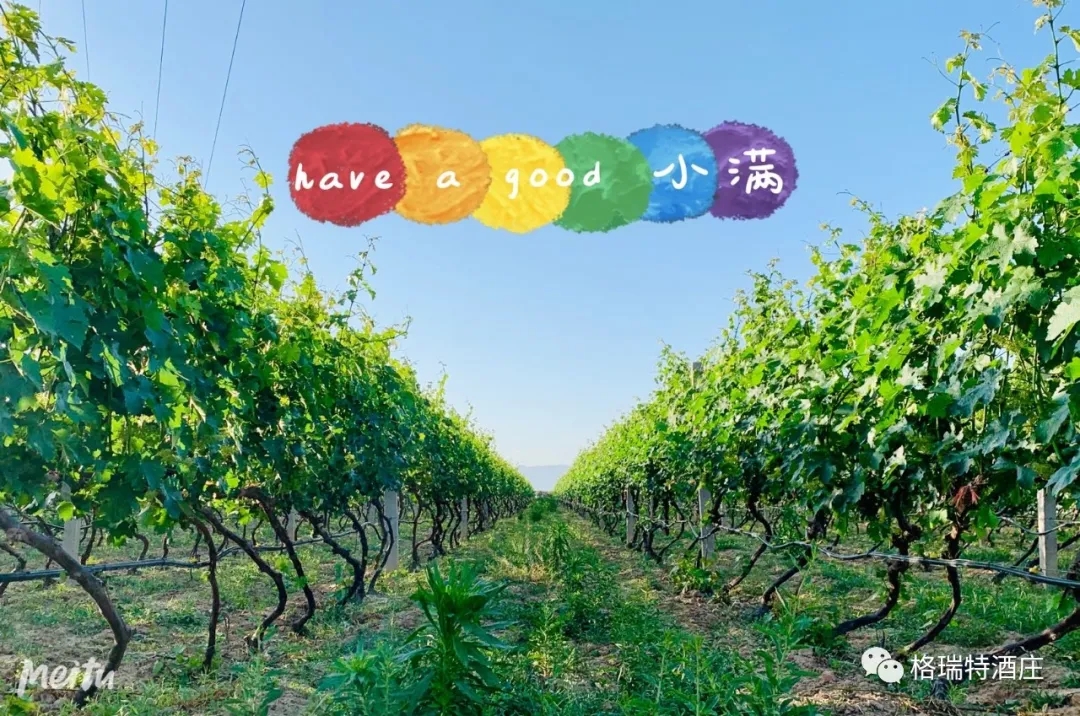 記錄小滿時節(jié)的酒莊、怎一美字了得！