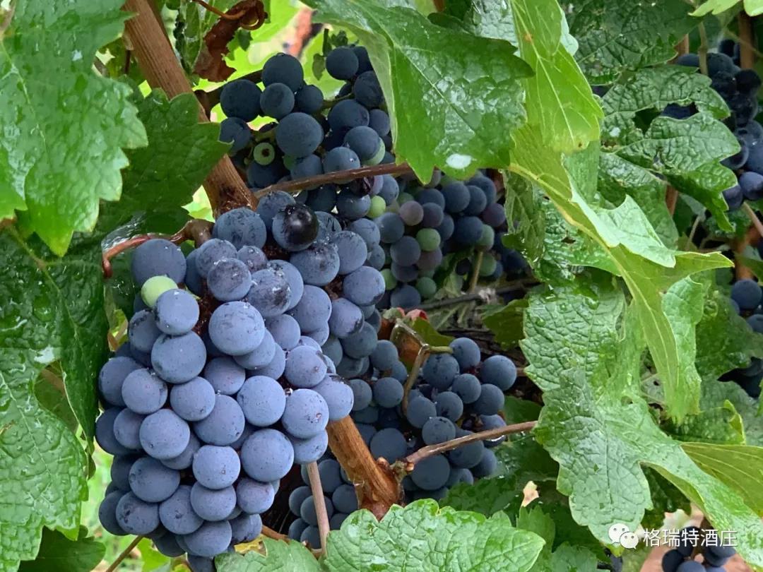 立秋：和去年相比，今年葡萄的變化居然這么大？